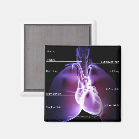 Structuur van hart en longen magneet (Voorkant / Achterkant)