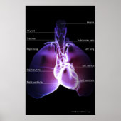 Structuur van hart en longen poster (Voorkant)