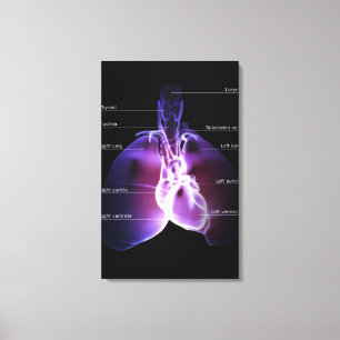 Structuur van het hart en de longen canvas afdruk