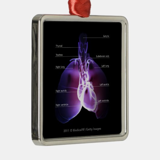 Structuur van het hart en de longen metalen ornament (Rechts)