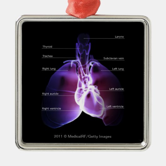 Structuur van het hart en de longen metalen ornament (Voorkant)