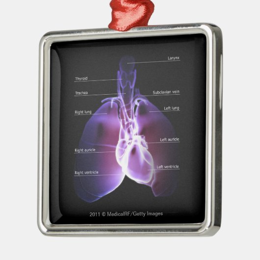 Structuur van het hart en de longen metalen ornament (Links)