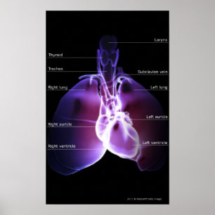 Structuur van het hart en de longen poster