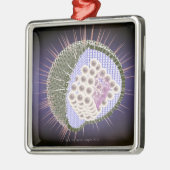 Structuur van het herpesvirus 2 metalen ornament (Links)