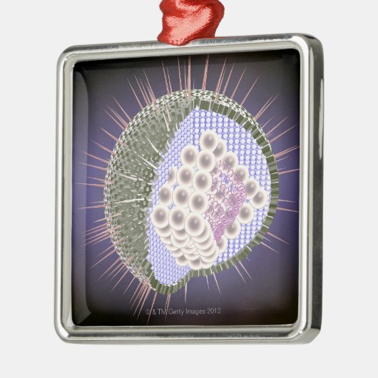 Structuur van het herpesvirus 2 metalen ornament (Links)