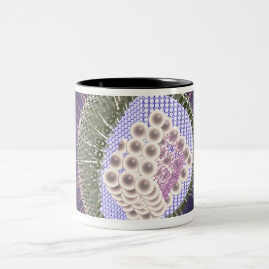 Structuur van het herpesvirus 2 tweekleurige koffiemok (Center)