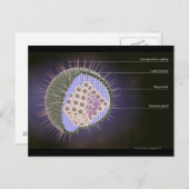 Structuur van het herpesvirus briefkaart (Voorkant / Achterkant)