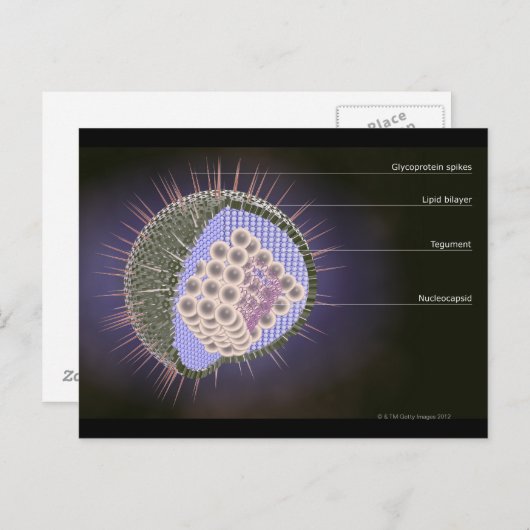 Structuur van het herpesvirus briefkaart (Voorkant / Achterkant)