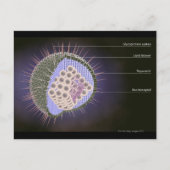 Structuur van het herpesvirus briefkaart (Voorkant)