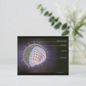 Structuur van het herpesvirus briefkaart (Staand voorkant)