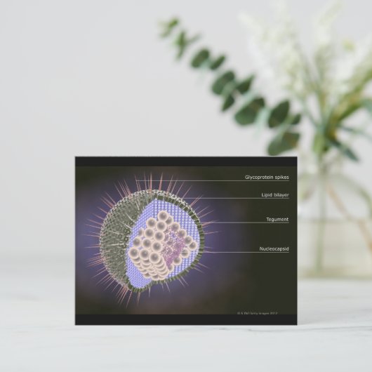 Structuur van het herpesvirus briefkaart (Staand voorkant)