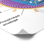 Structuur van het HIV-poster Poster (Hoek)