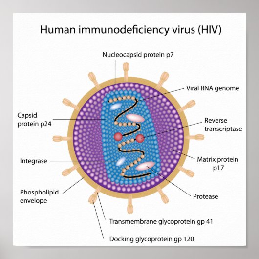 Structuur van het HIV-poster Poster (Voorkant)