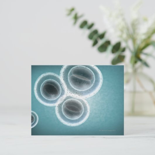 Structuur van MRSA Briefkaart (Staand voorkant)