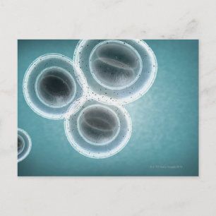 Structuur van MRSA Briefkaart