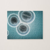 Structuur van MRSA Legpuzzel (Horizontaal)