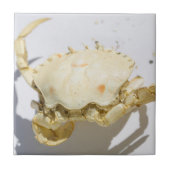 Structuureffecten van Shell van de zee Ocean Crab Tegeltje (Voorkant)