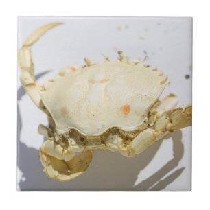 Structuureffecten van Shell van de zee Ocean Crab Tegeltje