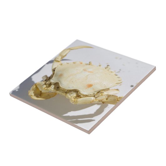 Structuureffecten van Shell van de zee Ocean Crab Tegeltje (Zijkant)