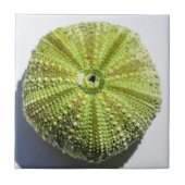 Structuureffecten zee Ocean Shell Tegeltje (Voorkant)