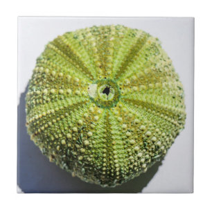 Structuureffecten zee Ocean Shell Tegeltje