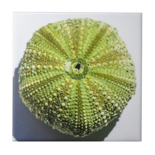 Structuureffecten zee Ocean Shell Tegeltje (Voorkant)