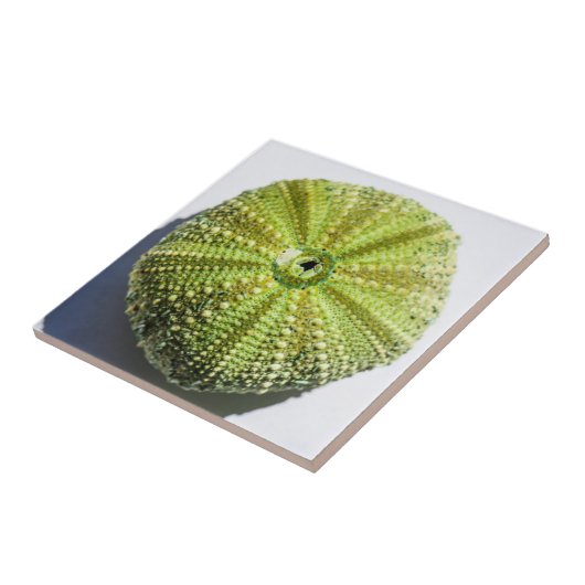 Structuureffecten zee Ocean Shell Tegeltje (Zijkant)