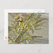 STRUIK 1 BRIEFKAART (Voorkant / Achterkant)