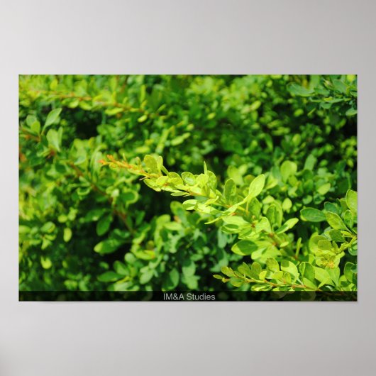 Struik bij Lagoon. Poster (Voorkant)