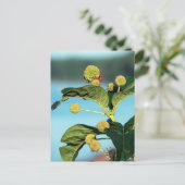 Struik Button op de Mississippi Briefkaart (Staand voorkant)