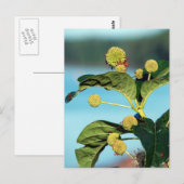 Struik Button op de Mississippi Briefkaart (Voorkant / Achterkant)