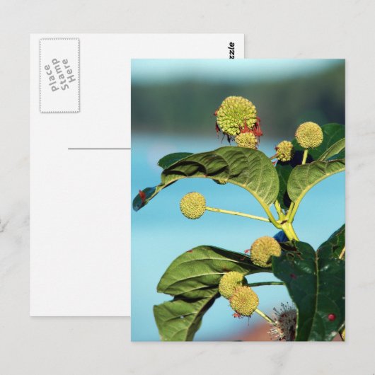 Struik Button op de Mississippi Briefkaart (Voorkant / Achterkant)