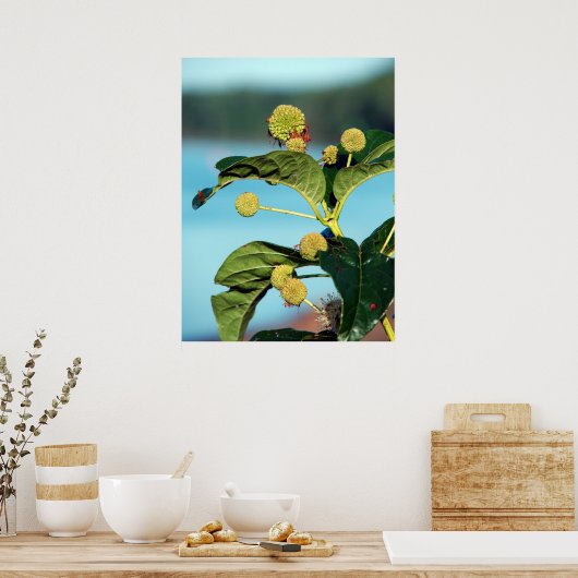 Struik Button op de Mississippi Poster (Keuken)