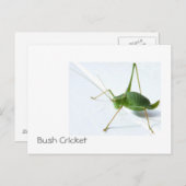 Struik Cricket Postcatrd Briefkaart (Voorkant / Achterkant)