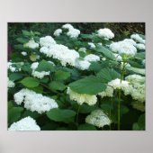 Struik en bladeren voor hydrangeas-Snowball Poster (Voorkant)