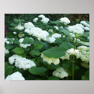 Struik en bladeren voor hydrangeas-Snowball Poster
