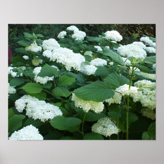 Struik en bladeren voor hydrangeas-Snowball Poster (Voorkant)