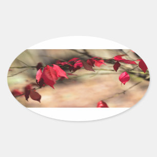Struik herfst brander - Euonymus alatus Ovale Sticker