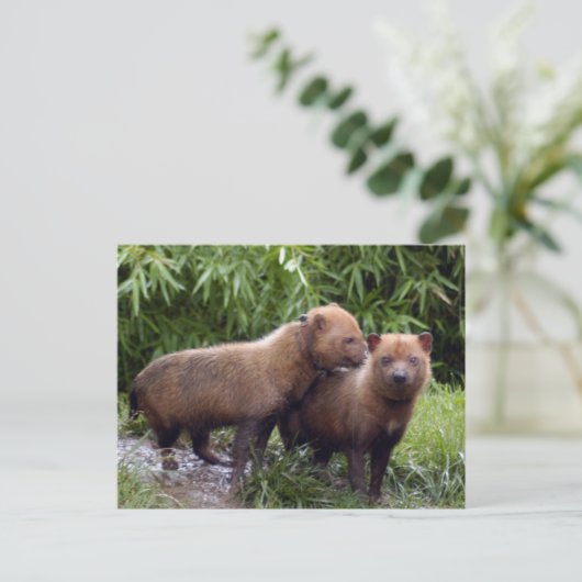 struik-hond-b-1 briefkaart (Staand voorkant)