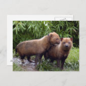 struik-hond-b-1 briefkaart (Voorkant / Achterkant)