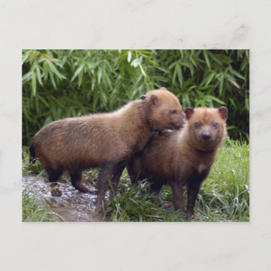 struik-hond-b-1 briefkaart (Voorkant)