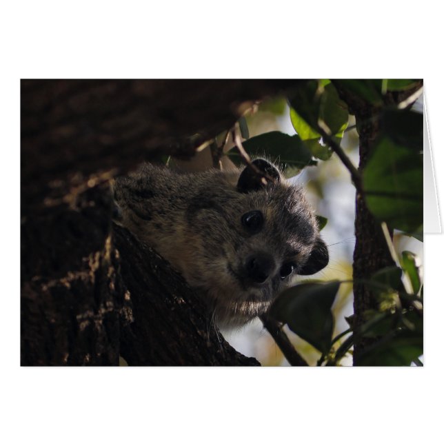 Struik Hyrax (Voorkant Horizontaal)