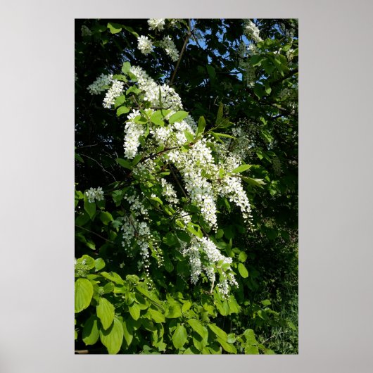 Struik met witte bloemen poster (Voorkant)