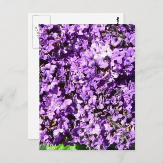 Struik paarse bloemen briefkaart (Voorkant / Achterkant)