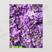 Struik paarse bloemen briefkaart (Voorkant)