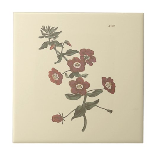 Struik Pimpernel Botanische Illustratie Tegeltje (Voorkant)