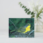 Struik Shrike Briefkaart (Staand voorkant)