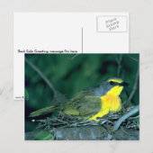 Struik Shrike Briefkaart (Voorkant / Achterkant)