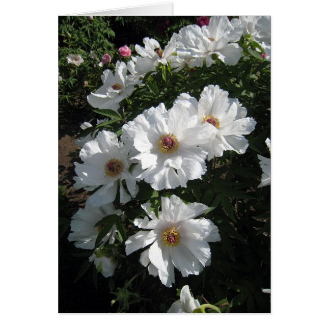 Struik van de Witte pony's (Voorkant)