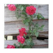 Struik van klimmende Rozen Tegeltje (Voorkant)